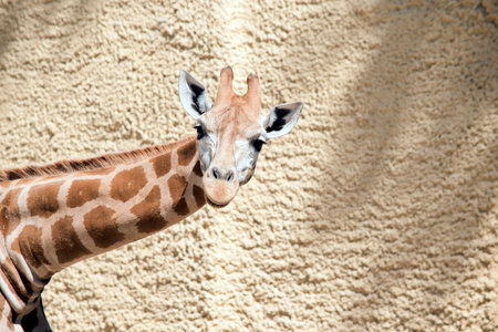 the young giraffe has brown spots on crean background. it has small horns and a long maneの写真素材