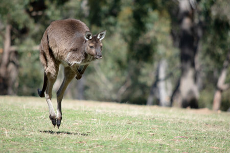 the kangaroo-Island Kangaroo has a brown body with a white under belly. They also have black feet and pawsの写真素材