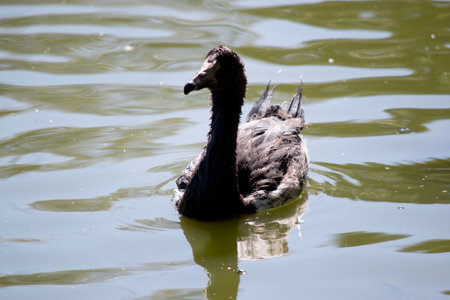 the black swan has black feathers edged with white on its back and is all black on the head and neck.. the juvenile black swan does not have his red beak with a white stripeの写真素材