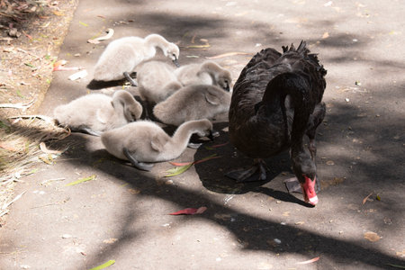 Cygnets are grey when they hatch with black beaks and gradually turn brown over the first six months at which time they learn to fly. the swan is black with a red beakの写真素材