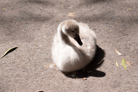 Cygnets are grey when they hatch with black beaks and gradually turn brown over the first six months at which time they learn to fly. the swan is black with a red beakの写真素材