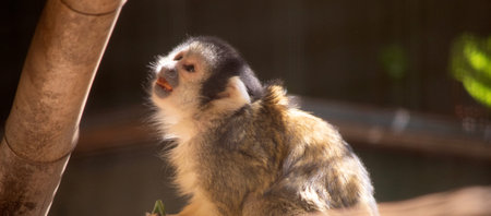 The Bolivian Squirrel Monkey has a small, cream face with a black nose and muzzle. It also has a...