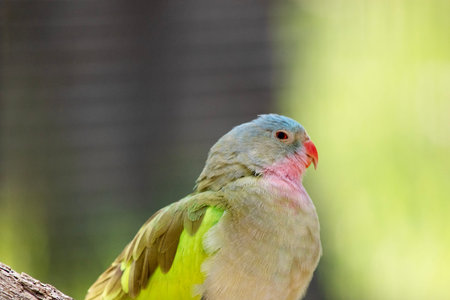the princes parrot has a pink neck and a light blue head and green wings