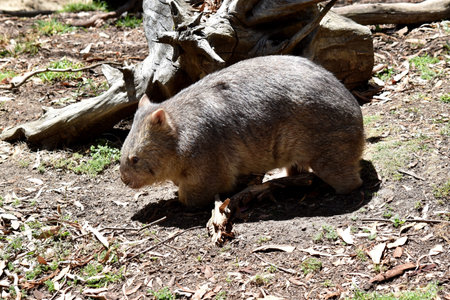 The Common Wombat has a large nose which is shiny black, much like that of a dog. The ears are...