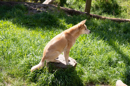 Dingos are a dog-like wolf. They have a long muzzle, erect ears and strong claws. They usually have...