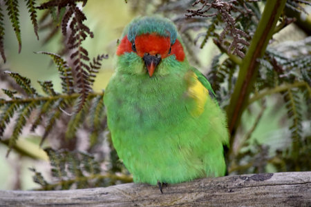 The musk lorikeet is mainly green and it is identified by its red forehead, blue crown and a...