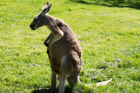 Females are smaller than males and are blue-grey with a brown tinge, pale grey below,