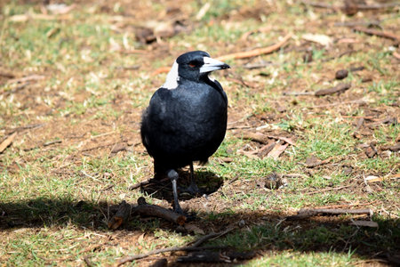The magpie is a distinctive looking bird, with glossy black and brilliant white markings.の写真素材