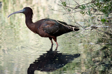 The glossy ibis neck is reddish-brown and the body is a bronze-brown with a metallic iridescent...