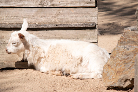 Goats are farm animals that arch backward, a short tail, and straighter hair.の写真素材