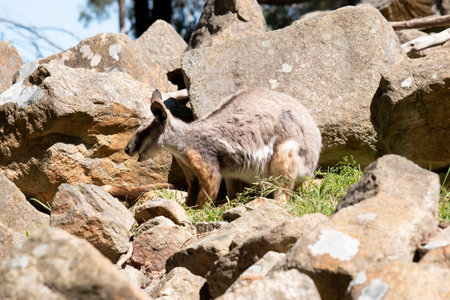 The Yellow-footed Rock-wallaby is brightly coloured with a white cheek stripe and orange ears. It is fawn-grey above with a white side-stripe, and a brown and white hip-stripe.の写真素材
