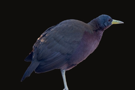 the chestnut rail has a grey head and brown body with red eyes