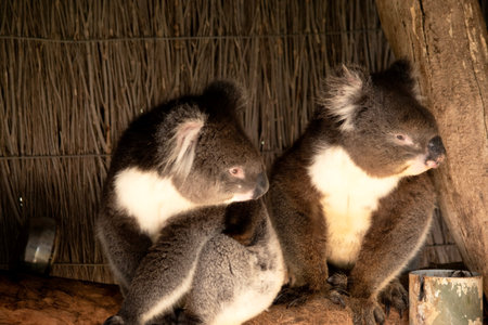 the Koala has a large round head, big furry ears and big black nose. Their fur is usually grey-brown...