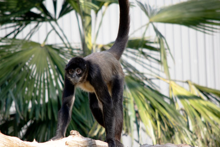 The black-handed spider monkey has lack or brown fur with hook-like hands and a prehensile tail.