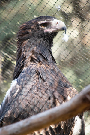 The Wedge-tailed Eagle is a dark brown-black color. The beak of the Wedge-tailed Eagle is pale...