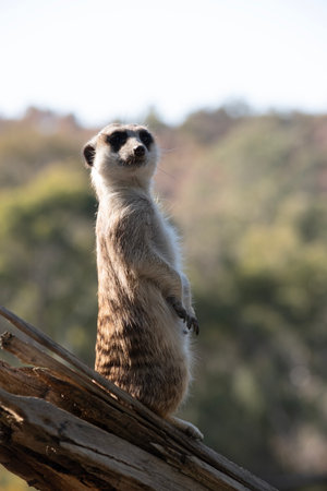 Meerkats are small mammals with grizzled gray and brown fur. They have dark patches around their eyes to protect their eyes from the sunの写真素材
