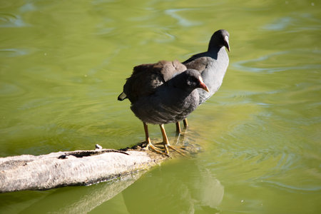 the dusky moorhen is a water bird which has all black feathers with an orange and yellow frontal shieldの写真素材