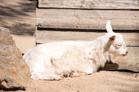 Goats are farm animals that arch backward, a short tail, and straighter hair.の写真素材