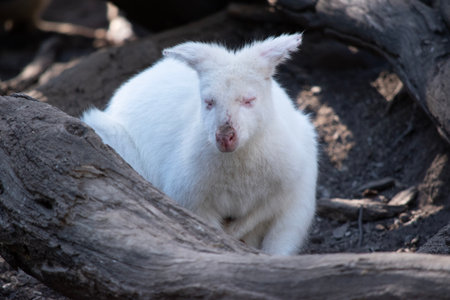 The albino wallaby is all white with a pink nose and earsの写真素材