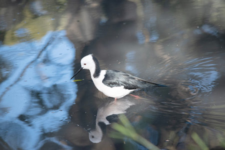 The black winged stilt is a black and white seabird with pink legs.  It has a white head with a...