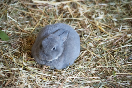 Rabbits or bunnies are small, furry mammals with long ears, short fluffy tails, and strong, large hind legsの写真素材