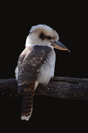 the laughing kookaburra has an off-white head, which is marked by a distinctive dark brown stripe which runs around each eye and along the centre of the head.の写真素材