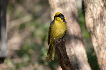 The helmeted honeyeater has a bright yellow forehead, crown and throat with black around its eyes.