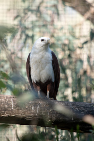 The brahminy kite is distinctive and contrastingly coloured, with chestnut plumage except for the...