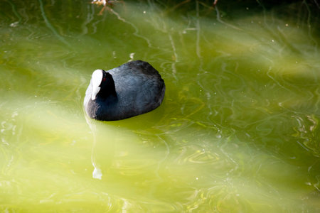 The Eurasian coot is a black water bird with a white frontal shieldの写真素材