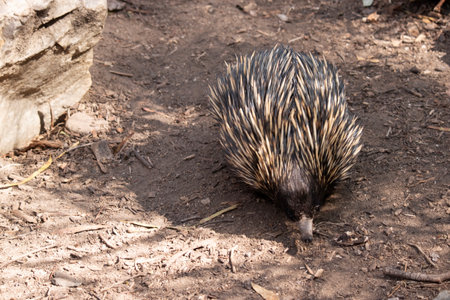 The short nosed echidna has strong-clawed feet and spines on the upper part of a brownish body.の写真素材