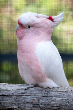 Major Mitchell's Cockatoo is the only Australian cockatoo that is salmon-pink below and white above.の写真素材