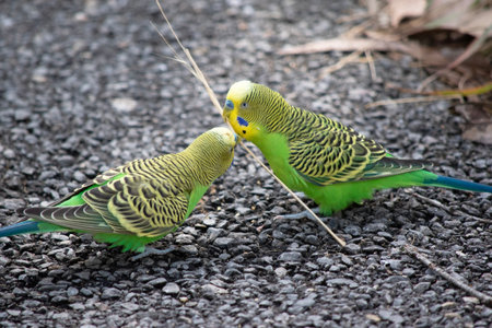 Parakeets are pale green with black bars on their backs, heads, and wings.の写真素材