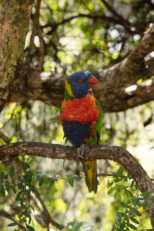 The rainbow lorikeet has a bright yellow-orange/red breast, a mostly violet-blue throat and a...