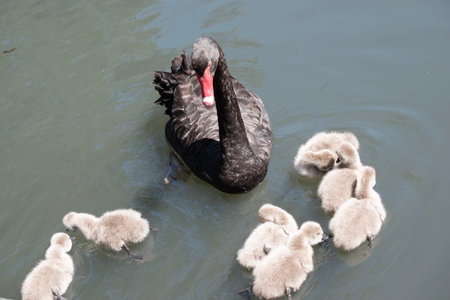 the black swan has black feathers edged with white on its back and is all black on the head and neck. It has a red beak with a white stripe and red eyesの写真素材