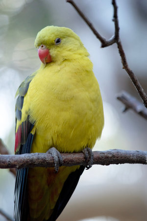 The female regent parrot is all light green. It has yellow shoulder patches and a narrow red band...