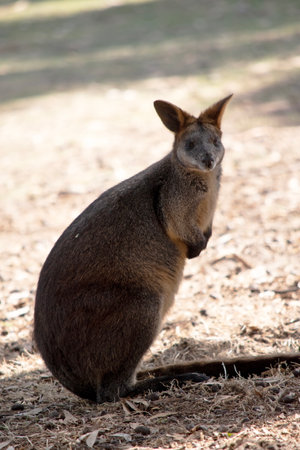 The swamp wallaby has dark brown fur, often with lighter rusty patches on the belly, chest and base of the ears.の写真素材