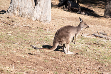 Western grey have large, muscular animals are grayish-brown to reddish-brown with a small head, large ears, and a long thick tail used for balanceの写真素材