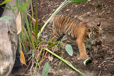 Tiger cub in the zoo. Tiger cub in the zoo.の写真素材