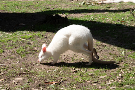 The albino wallaby has a white body with pink ears, nose, eyes and clawsの写真素材