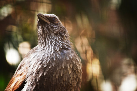 The Apostle bird has grey feathers on the head, neck and breast are brushed with paler grey-white and the wings are brownish.の写真素材