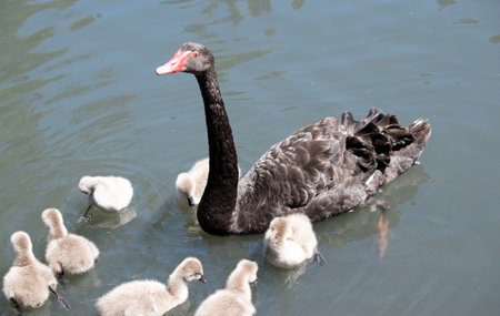 the black swan has black feathers edged with white on its back and is all black on the head and neck.  It has a red beak with a white stripe and red eyesの写真素材