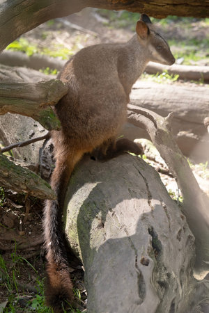 The southern Brush-tailed Rock-wallaby has a characteristic, long, dark tail that is bushier towards...