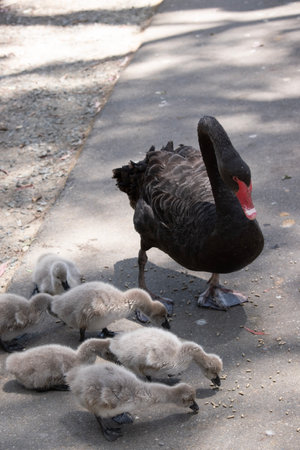Black swan with cygnets on a walk in the parkの写真素材