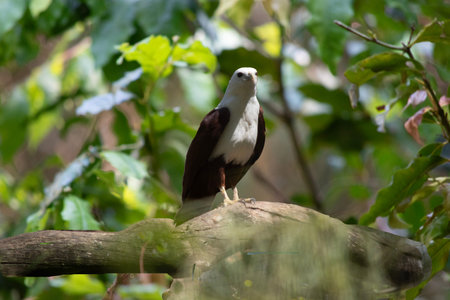 African Fish Eagle (Haliaeetus vocifer) in the nature