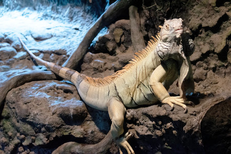 green iguanas are some of the largest lizards found in the Americas, with their whiplike tail making...