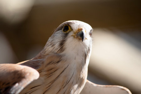 Close-up of a kestrel (Falco tinnunculus)の写真素材