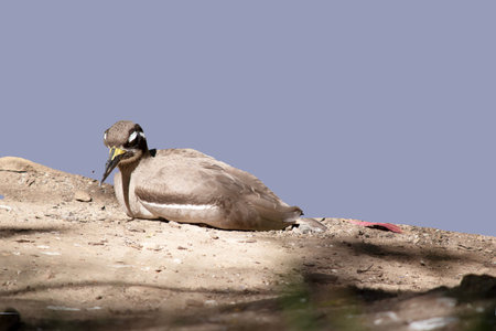 The beach stone curlew is largely grey-brown upperparts with a distinctive black-and-white striped...