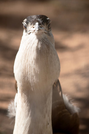 The Australian Bustard is one of Australia's largest birds. It is a mainly grey-brown bird, speckled...
