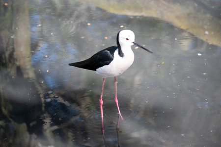 The black winged stilt is a black and white seabird with pink legs.  It has a white head with a narrow black beak white chest and black wingsの写真素材