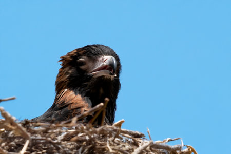 The black breasted buzzard is quite large with broad, rounded wings, and a short neck and tail.の写真素材